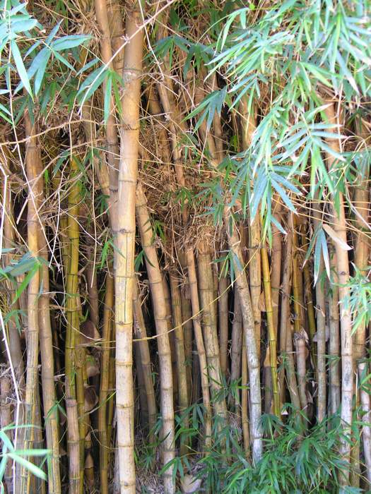 zalek bambusowej dungli