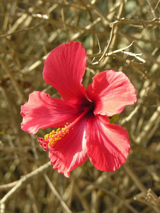 kwitncy hibiskus w naturalnym otoczeniu