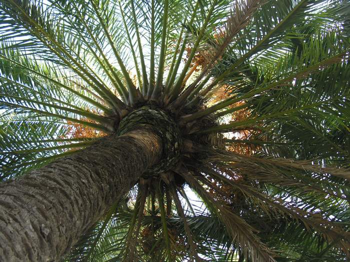 pod palm